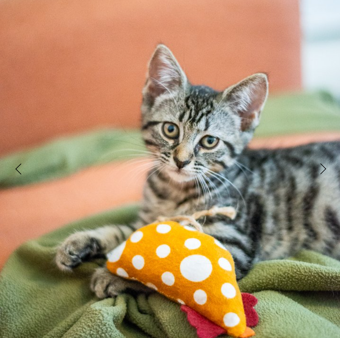 Planet B - Cat Toy