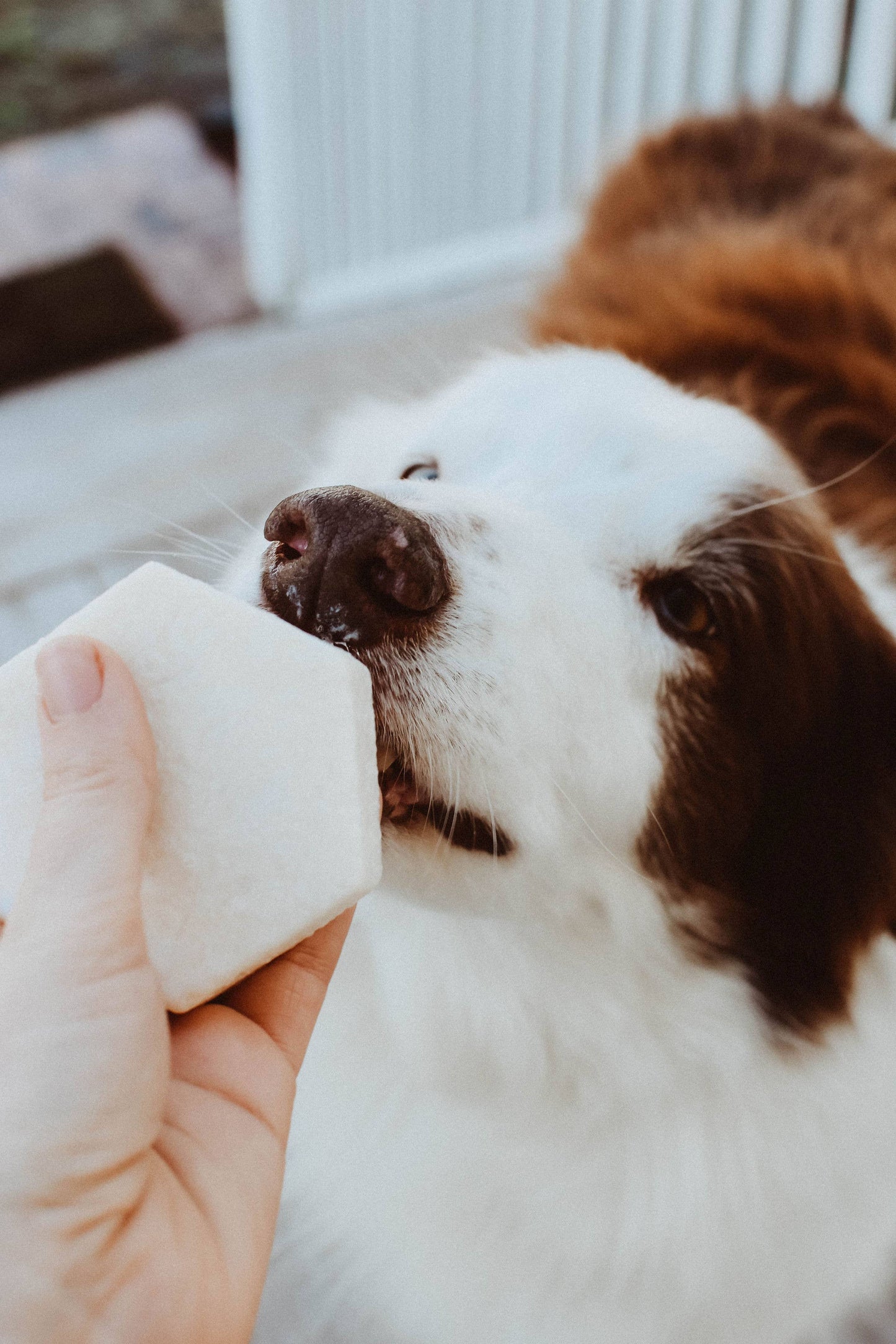 Zefiro - Dog Shampoo Bar