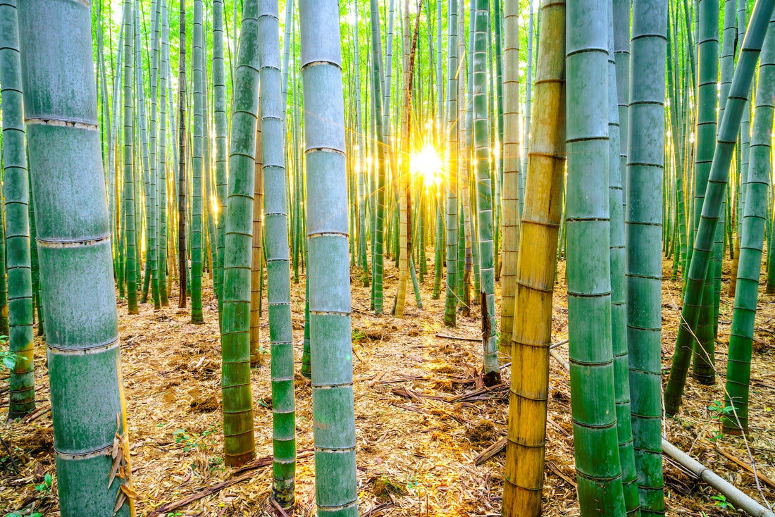 Bamboo: The Wonder Plant🎋🎍
