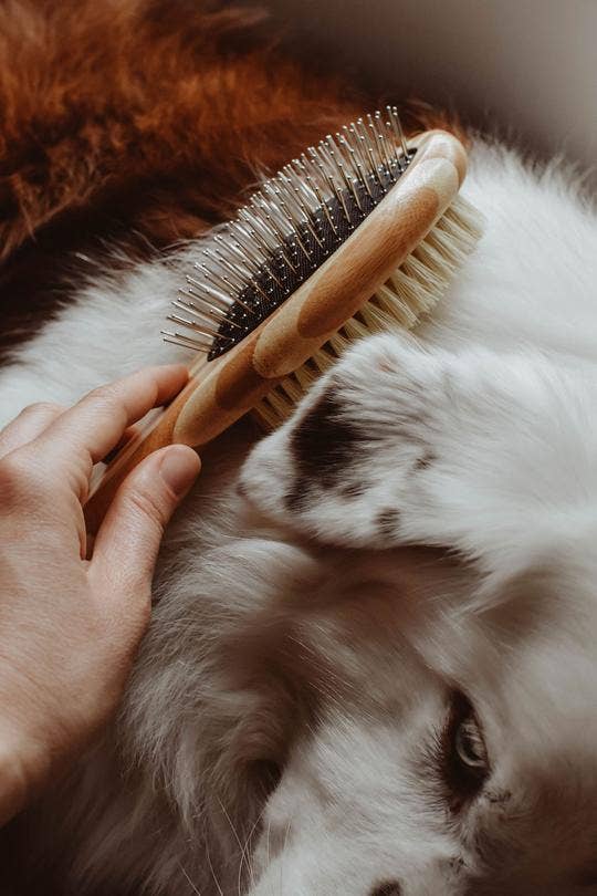 Zefiro - Dog Brush